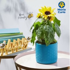 Sunflower Joy