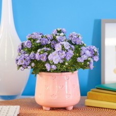 Caring Campanula