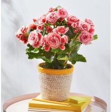 Beautiful Begonia Basket