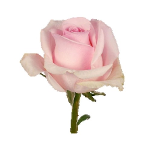 Single Red Rose
