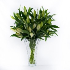 White Stargazer