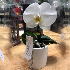Orchid Single Stem White