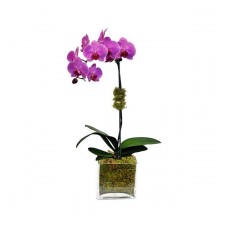 Orchids Orchids (Orchids)