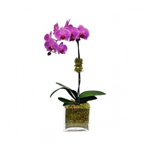 Orchids Orchids (Orchids)