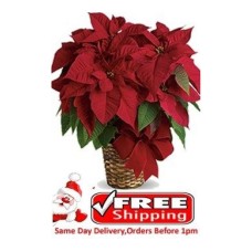 Red Poinsettia Plant