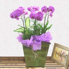 Moth Orchid-14 (Small)