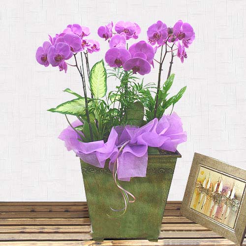 Moth Orchid-14 (Small)