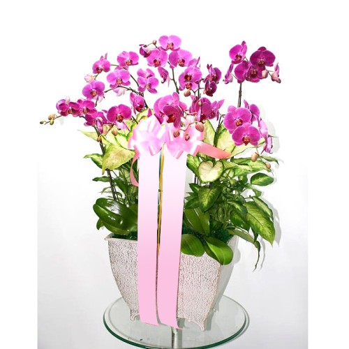 Moth Orchid (Medium)