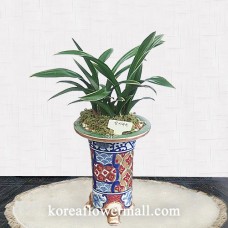 Orchid-Dalma