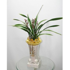 Orchid-Bosae