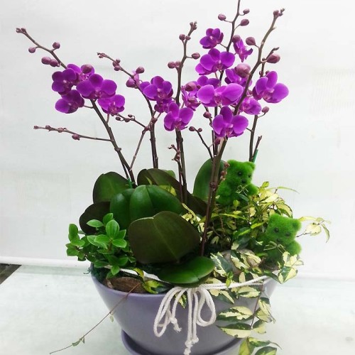 Moth Orchid 6-4 (Standard(S))
