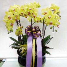 Moth Orchid 6-6 (Deluxe(M))