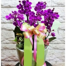 Moth Orchid 6-26 (Deluxe(M))