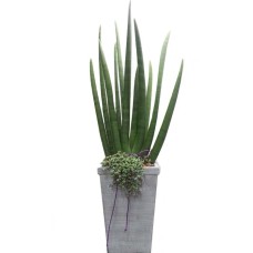 Plant-Stukyi