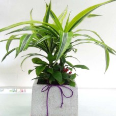 Plant-Remon Line (Deluxe(M))
