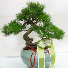 Plant-Pine Tree (Deluxe(M))