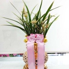 Orchid-Whangyonggum