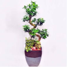 Ficus retusa (Deluxe(M))