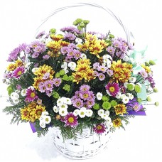 Sweety-3 (Standard(S))