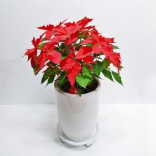 Poinsettia (Standard)