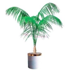 Kencha a palm (Large)