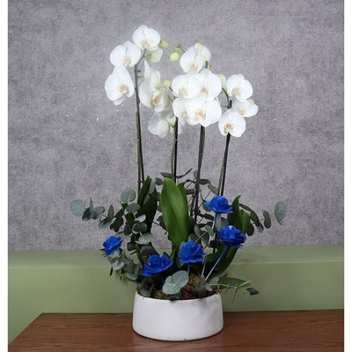 Fathers Blue Rose