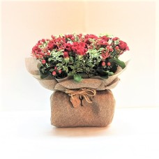 Autumn Love 1