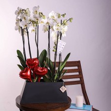 Love Orchid 10