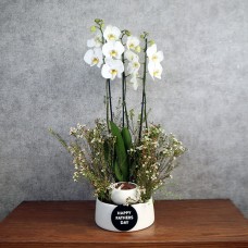 Fathers Wax Orchid