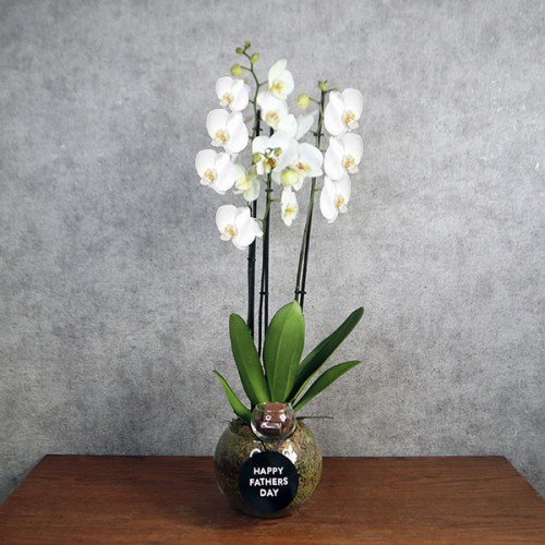 Fathers Orchid