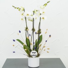 Lila White 3