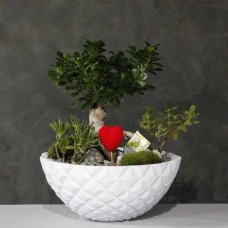 Ficus With Love