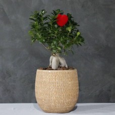 Ficus With Love 2