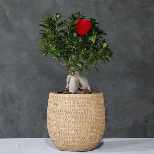 Ficus With Love 2