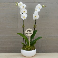 White Orchid 1