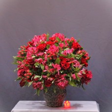 Red Beauty