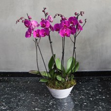 Purple Marble 1