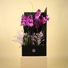 Signature Delight Purple