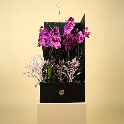Signature Delight Purple