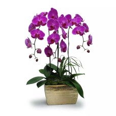 Purple Phalaenopsis