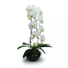 White Orchid