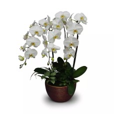 White Phalaenopsis