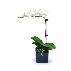 Mini White Orchid 2