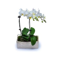 Mini White Orchids 7