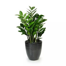Indoor Green Plant 1S