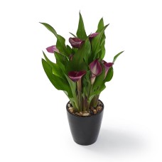 Potted Calla Lilies 27