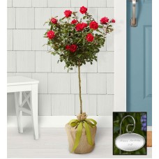 Knockout Rose Topiary (Rose Topiary with Plaque)