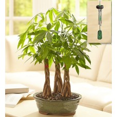 Money Tree Grove (Money Tree Grove with Windchime)