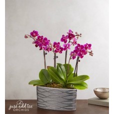 Violet Opulence Orchid (Large)