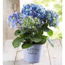 Garden Hydrangea (Small)